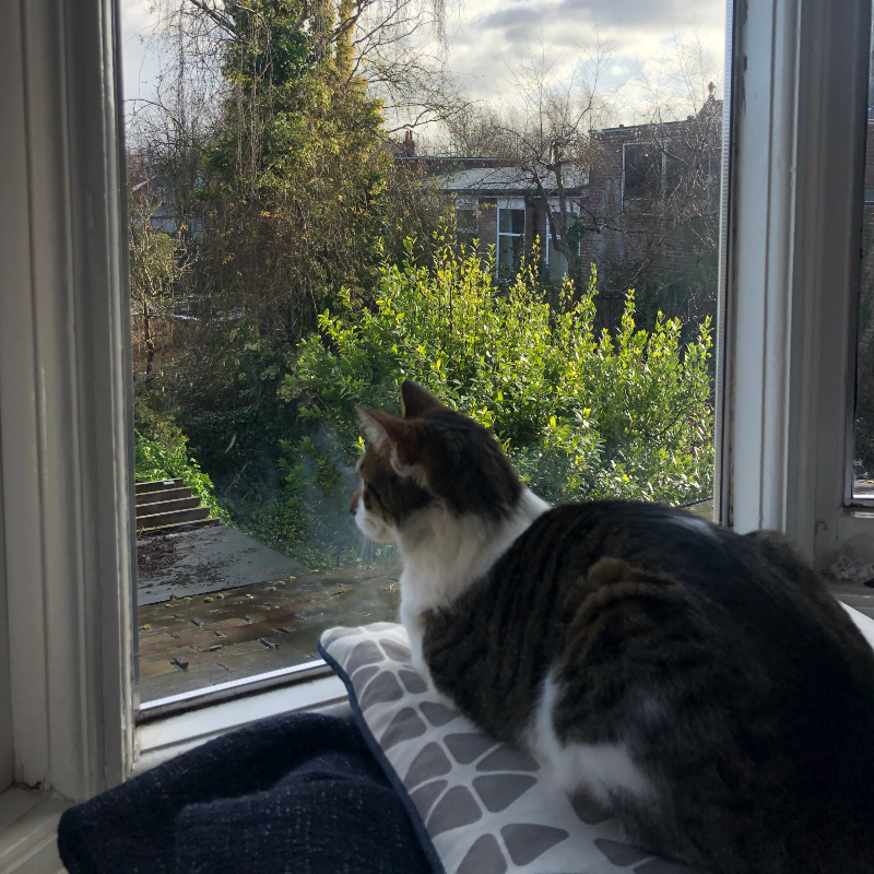 Cat looking out a window at trees